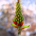 Aloe lutescens