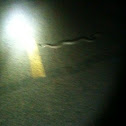 Western Diamondback Rattlesnake