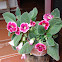 Gloxinia