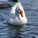 Graylag (Barnyard) Goose