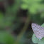 Common Cerulean