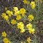 Yellow Rayed Goldfields