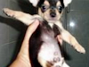Vendo Hermoso Cachorro Chihuahua Negro