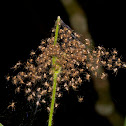 Baby spiders