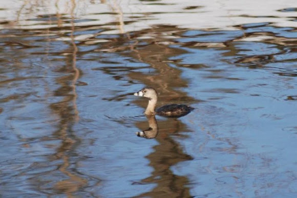 Spotting Image 1