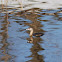 Pied-billed grebe