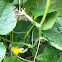 Cucumbers