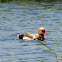 Red-crested Pochard; Pato Colorado