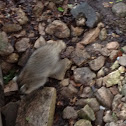 Raccoon