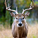 White-tail Deer