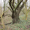 old oak