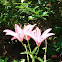 Asiatic Lily