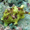 Clown frogfish