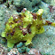Clown frogfish