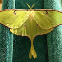 Luna moth