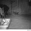 Raccoon