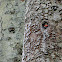 Greater spotted woodpecker