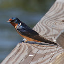 Barn Swallow