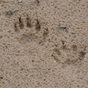 Raccoon tracks