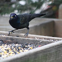Common Grackle