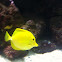 Yellow Tang