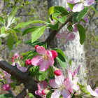 Apple Tree