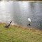 Wood Stork and Anhinga