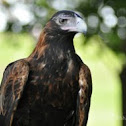 Wedge-Tailed Eagle