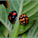Lady Beetles