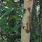 Birch tree