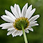 Oxeye Daisy