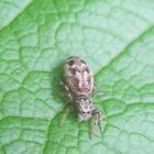 Peppered Jumper (female)
