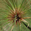 Paper Reed