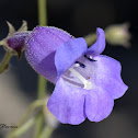 Mexican Blue Penstemon