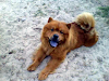 Exelentes Chow Chow
