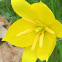 Wild Tulip