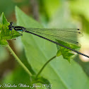 Damselfly