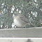 Dark-Eyed Junco