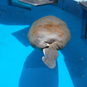West Indian Manatee