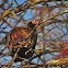 Wild turkey