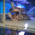 Red-eared Slider