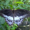blue mormon