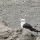 Belcher's Gull