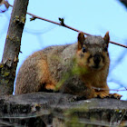 Fox Squirrel
