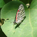 88 - Butterfly