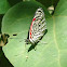 88 - Butterfly