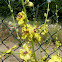 Mullein