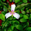 Painted Trillium