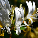 Honeysuckle