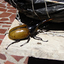 Hercules beetle